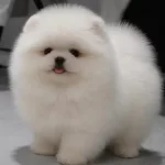 Daha Iyisi Yok Gercek