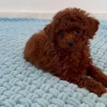 Yuz Guzelligi tüy Kalitesi Ve Renkleriyle Ozel Yavrularımız