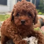 Ası Takvimi Baslamıs Koyu Kızıl Toy Poodle Yavrusu