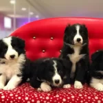 Zeka Kupu Border Collie Yavruları