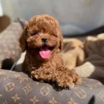 Orjinal Toy Poodle Yavrularımiz