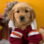 Babyface Golden Retriever Disi Asılı Yavrumuz