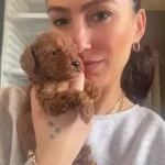 Poddle Yavrularım Irk Ve Sağlık Garantilidir