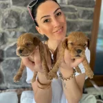 Minimini Maltipoo Yavrularım Sağlık Ve Irk Garantilidir