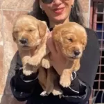 Golden Yavrularım Sağlık Ve Irk Garantilidir