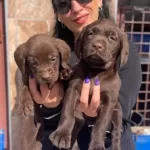 Labrador Yavrularım Sağlık Ve Irk Garantilidir