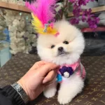 Tedy Bear Gulen Yuz Yavrumuz