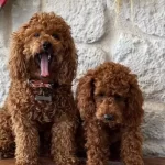 Turunun Son Ornegi Poodle