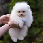 Uygun Irk Garantili Boo Yavrularımız