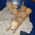 Kıvırcık Toy Poodle Yavruları