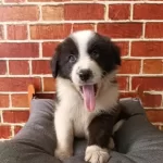 Akıllı Ve Sosyal Border Collie Yavruları