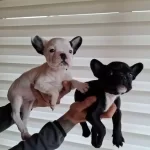 Mukemmel Micro French Bebekler