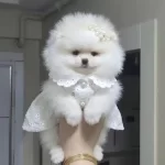 Ust Kalite Mikro Boy Orijinal Irk Kucuk Prenses