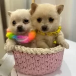 Canseker Yumaklar Pomeranıan Shpıtc