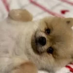Yetiskin Ayı Surat Teacup Pomeranian Boo