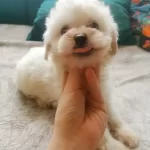 Safkan Maltese Terrier Yavruları