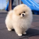 Kartopu Suratlı Pomeranian Boo Yavrumuz