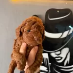 Safkan Ve Irk Garantili Yavrularımız