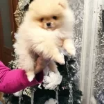 Safkan Ve Irk Garantili Yavrularımiz