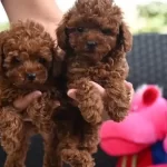 Orjinal Toy Poodle Yavrularımiz