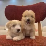 Kucuk Neseli Maltipoo Bebeklerim