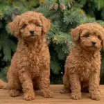 Safkan Toy Poodle Yavruları