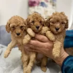 Poodle Ayarinda Maltipoo Yavrularımiz