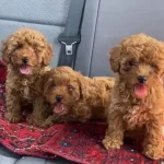 Kızıl Kurk Dokulu 2 Aylık Toy Poodle Yavrularımız