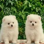 Safkan Teacup Pomerian Boo Yavruları