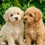 Safkan tüy Dokmeyen Maltipoo Yavruları