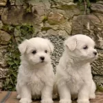 Safkan Teacup Maltese Terrier Yavruları