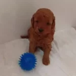 Kızıl Dokulu Antialerjik Toy Poodle Kucuk Irk