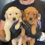 Safkan Golden Yavruları