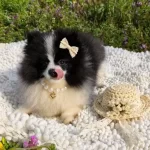Panda Maskeli Prenses Pomeranian Yavrular