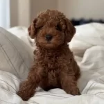 Red Brown Disi Toy Poodle Yavrular