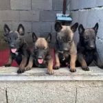 Enerji Kupu Maskeli Belcika Kurdu Yavruları