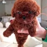 Irk Ve Sağlık Garantili Mini Kore Toy Poodle Bebekler