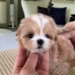 Bebek yüzlü Kore Maltipo Yavruları