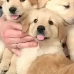 Antalya Da Safkan Babyface Golden Retriever Yavruları