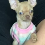 Acil 3 Aylık Mavis Bakıslı Chihuahua