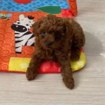 Toy Poodle Orjinal Ev Ortamında