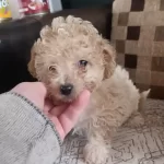 Cok Sevimli Safkan Maltipoo Bebekler Corlu