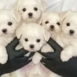 Bembeyaz Safkan Teacup Maltese Terrier Yavruları