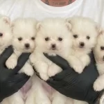 Kartopu Safkan Pomerian Boo Yavrular