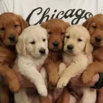 Safkan Babyface Golden Yavruları