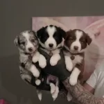 2 Aylık Safkan Border Collie Yavruları