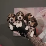 2 Aylık Safkan Beagle Yavruları