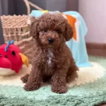 Toy Poodle Sevimli Yavrular Ev Uretimi
