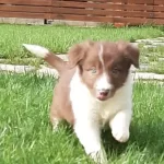 Firlama Kahve Border Collie Yavruları