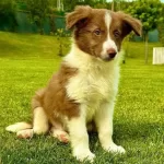 3 Aylık Border Collie Yavru